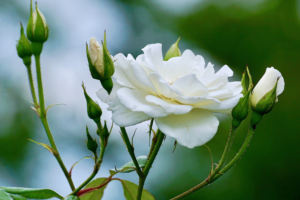 Banho de rosas brancas para paz interior e conexão espiritual